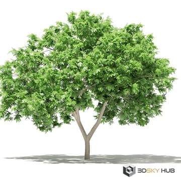 Common fig tree 2.4 m — CGAxis 3D model for 3ds Max