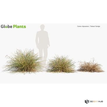 Wetland Plants Carex dipsacea — Globe Plants 3D model for 3ds Max