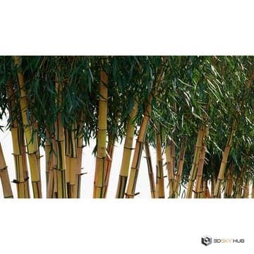 Bamboo World Bambusa vulgaris — Globe Plants 3D model for 3ds Max