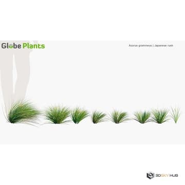 Ornamental Grasses Acorus gramineus — Globe Plants 3D model for 3ds Max