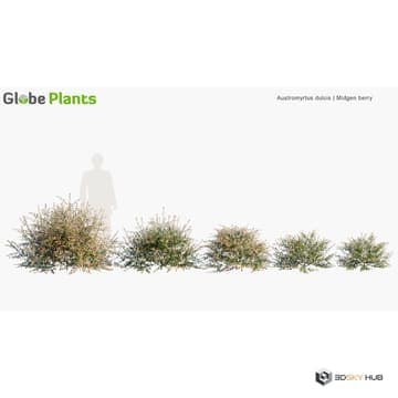 Australian Home & Garden 02 Austromyrtus dul — Globe Plants 3D model for 3ds Max