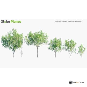 North American Home & Garden 02 Cladrastis k — Globe Plants 3D model for 3ds Max