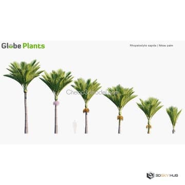 Zeland Home & Garden Plants Rhopalostylis sa — Globe Plants 3D model for 3ds Max