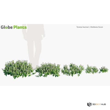 Ground Cover Plants Torenia fournieri — Globe Plants 3D model for 3ds Max