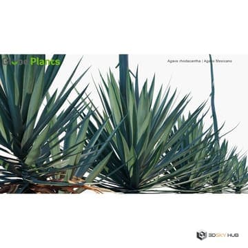 Mexican Plants 02 Agave rhodacantha — Globe Plants 3D model for 3ds Max