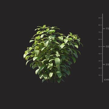Sanchezia nobilis — Maxtree 3D model for 3ds Max