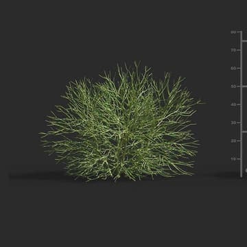 Euphorbia tirucalli — Maxtree 3D model for 3ds Max