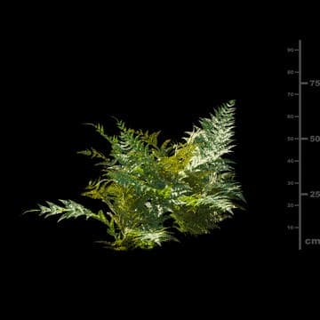 Dryopteris erythrosora — Maxtree 3D model for 3ds Max