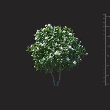 Gardenia jasminoides ellis — Maxtree 3D model for 3ds Max
