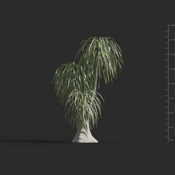 Beaucarnea recurvata — Maxtree 3D model for 3ds Max