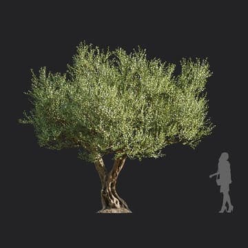 Olea europaea — Maxtree 3D model for 3ds Max