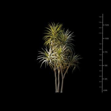 Dracaena marginata — Maxtree 3D model for 3ds Max