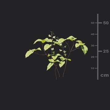 Epimedium versicolor — Maxtree 3D model for 3ds Max