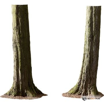 Hornbeam Tree Trunk — Quixel 3D model for 3ds Max