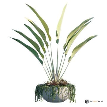 Ornamental and Decorative Pot Plants Ornamen — Globe Plants 3D model
