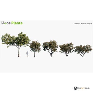 Garden Plants Loquat — Globe Plants 3D model