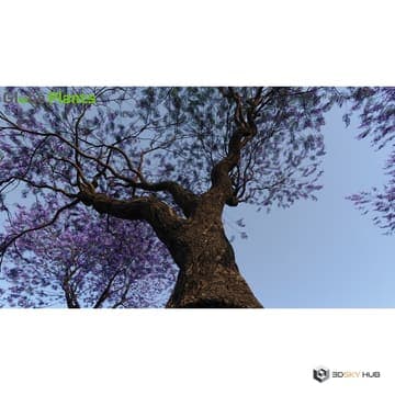 Oceania Trees Jacaranda mimosifolia — Globe Plants 3D model
