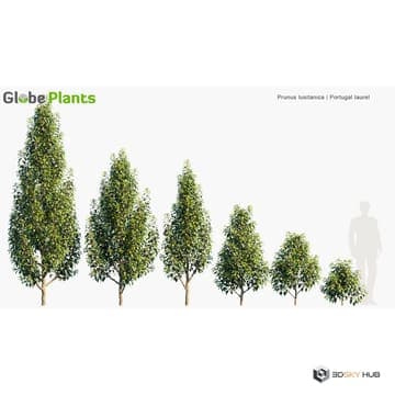 Australian Home & Garden Plants Prunus Lusit — Globe Plants 3D model
