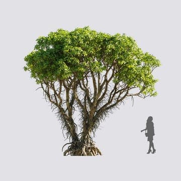 Avicennia marina — Maxtree 3D model