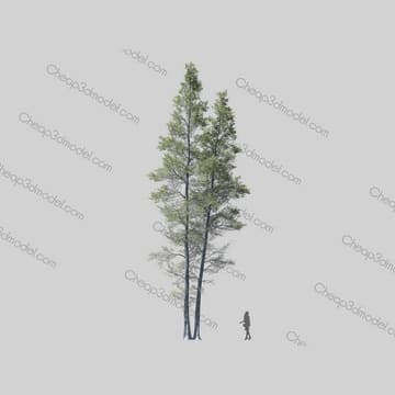 Chamaecyparis thyoides — Maxtree 3D model