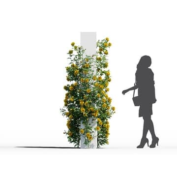 Rosa setigera — Maxtree 3D model