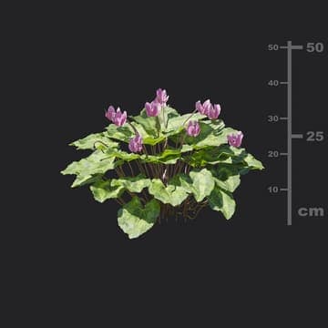 Cyclamen persicum — Maxtree 3D model